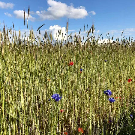 Am Achterwasser Dorf 12 Apartment Rankwitz